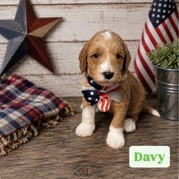 Davy aka Green Collar - Apricot male Goldendoodle puppy in Portland, Tennessee from Happy_Tails_by_TJ