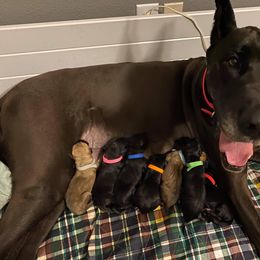 Great Dane Puppies from Amor Mio Great Danes