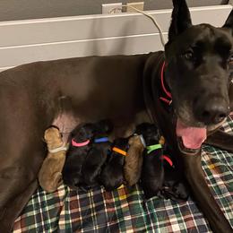 Great Dane Puppies from Amor Mio Great Danes