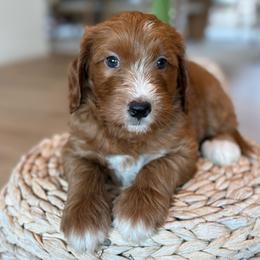 Nash - Red  male Goldendoodle puppy in Yuciapa, California from AlltheDoodlez_