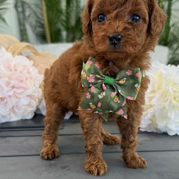 Blue Ivory - Red  female Poodle puppy in Cape Coral, Florida from Ruby the poodle