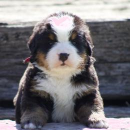 Pink female - Black rust and white female Bernese Mountain Dog puppy in Winigan, Missouri from Home Sweet Bernese