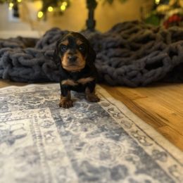 Brown - Black and tan male Dachshund puppy in Casper, Wyoming from Daisy's Doxies & Doodles