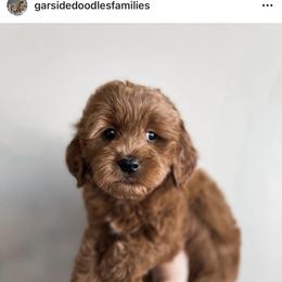 Aussiedoodle and Goldendoodle Puppies from Garside Doodles