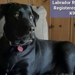 Dilute Retrievers and Labrador Retrievers from Douglas Dog Haus