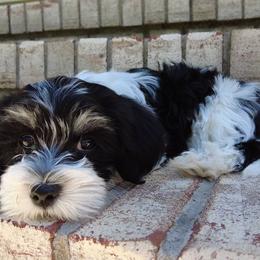 Havanese Puppies from A New Hope Havanese