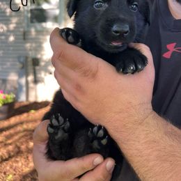 German Shepherd Puppies from Bolwerk’s 3B Acres