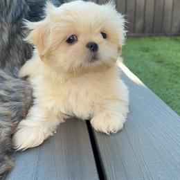 Girl 1 - Cream and white female Shih Tzu puppy in Silver Spring, Maryland from Saraya’s Shih Tzus