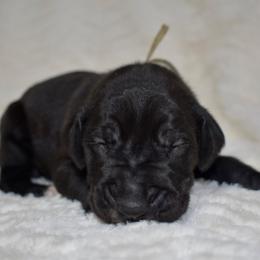 Basil Hayden - Black and white female Great Dane puppy in Chapmansboro, Tennessee from Balthrop Bend Farms