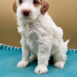 Mimosa - Parti female Goldendoodle puppy in Hendersonville, North Carolina from Kim's Cove