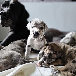 Purple collar - Merle female Great Dane puppy in Warren, Ohio from Loyal-Loves Great Danes