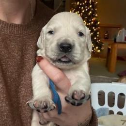 Little Boy Blu (blue collar) - Light golden male Golden Retriever puppy in Waynesburg, Ohio from Avalon English Retrievers