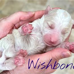 Wishbone - Parti male Goldendoodle puppy in Mocksville, North Carolina from Little Bear Doodles