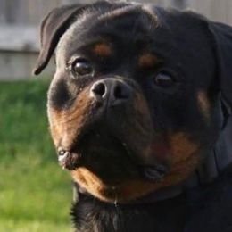 Doja - Rottweiler