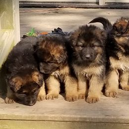 Dachshunds and German Shepherds from Sheree Richardson