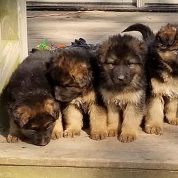 Dachshunds and German Shepherds from Sheree Richardson