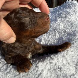Orange Collar - Phantom male Poodle puppy in Huntsville, Alabama from Flint River Poodles