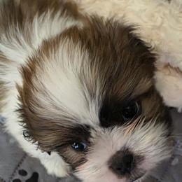Shih Tzus from ROYAL SHIHTZUS