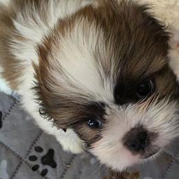 Shih Tzus from ROYAL SHIHTZUS