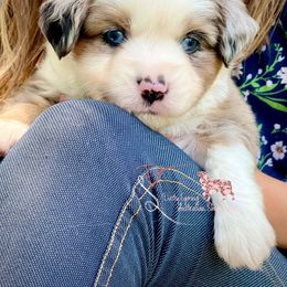 Miniature Australian Shepherd Puppies from Dusty Spring Australian Shepherds