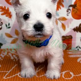Blue boy - White male West Highland White Terrier puppy in Cleveland Tx, Texas from Pixie Hollow Westies