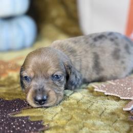 Cedar - Dapple male Dachshund puppy in Purdy, Missouri from Shotgun Pups