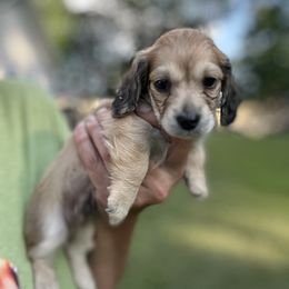 Creed - Chocolate and cream male Dachshund puppy in Sheridan, Arkansas from Farmhouse Dachshunds