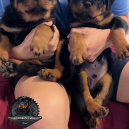 Rottweiler Puppies from Von Der Hing Rottweilers