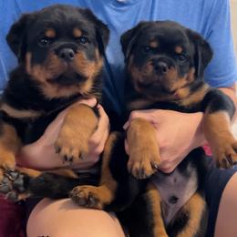 Rottweiler Puppies from Von Der Hing Rottweilers