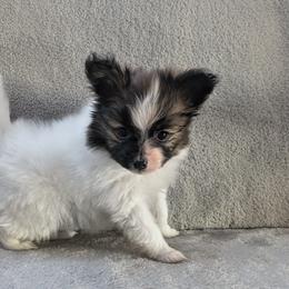 Uno - Red white and sable male Papillon puppy in Dorset, Ohio from Classy Country Papillons