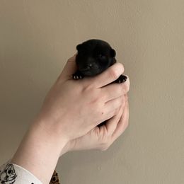 Orange - Black brindle Kai Ken puppy in Livonia, Michigan from Kōri no Ken