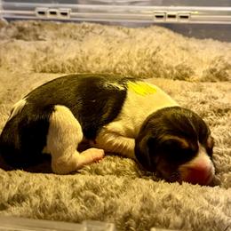 Yellow girl - Tri-colored female Treeing Walker Coonhound puppy in Lovelady, Texas from 3 Color Kennel