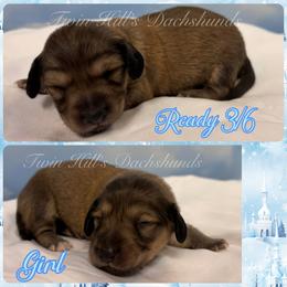 Ariel - Cream female Dachshund puppy in Jonesboro, Illinois from Twin Hills Dachshunds