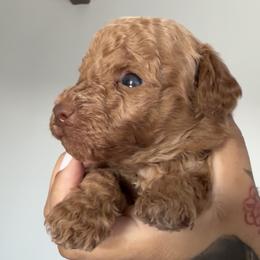 Puppy 1 - Cream male Poodle puppy in Jurupa Valley, California from gucci_bentleys_goldendoodles
