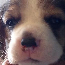 Beagles from Devana
