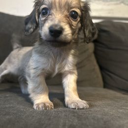 Frida (shaded cream) - Cream female Dachshund puppy in Sebring, Florida from Mini Weenies