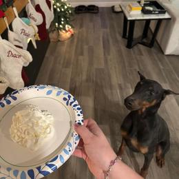 Doberman Pinscher All Grown Up from Morgan Doberman Kennel