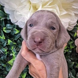 Boy 4 - Silver gray Weimaraner puppy in Jupiter, Florida from Khepri Weimaraners