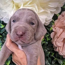Boy 4 - Silver gray Weimaraner puppy in Jupiter, Florida from Khepri Weimaraners