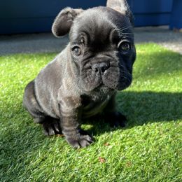 French Bulldog All Grown Up from Frenchie Tempest