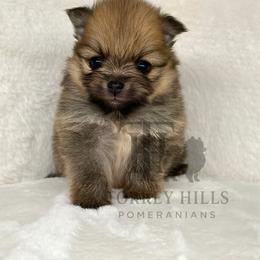 Miranda - Orange sable female Pomeranian puppy in Redlands, California from Torrey Hills Poms