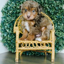Kayce - male Australian Mountain Doodle puppy in Spanish Fork, Utah from K Brand Doodles