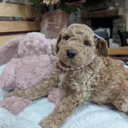 Dolly - Cream female Goldendoodle puppy in Juliette, Georgia from Megan's Goldendoodles