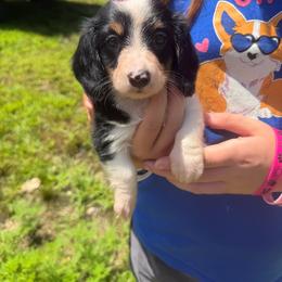 Ann - Piebald female Dachshund puppy in Mansfield, Missouri from Owens Farm