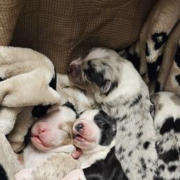Australian Shepherd Puppies from Gypsy River Aussies