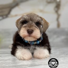 ACK LIVER PEPPER BOY - Liver male Miniature Schnauzer puppy in Lake Placid, Florida from Love Giver Schnauzers