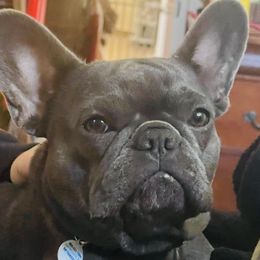 Rye rye - French Bulldog