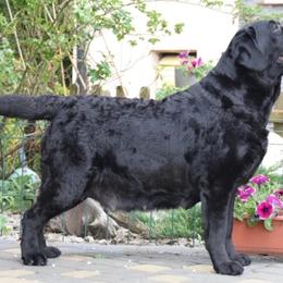 Jelly bean - Labrador Retriever