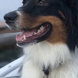 Australian Shepherds from Once Upon A Time Kennels