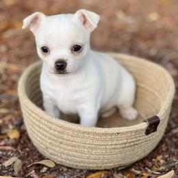 Boy 1 - Sable spotted white male Chihuahua puppy in Oviedo, Florida from ROYALCHIHUAHUAPUPPY